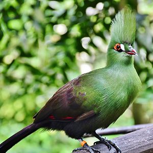 Guinea Turaco (Tauraco persa buffoni)