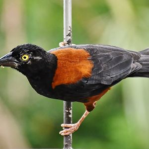 Chestnut-and-black Weaver (Ploceus castaneofuscus)
