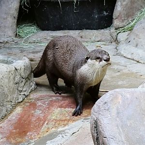 African Clawless Otter (Aonyx capensis)