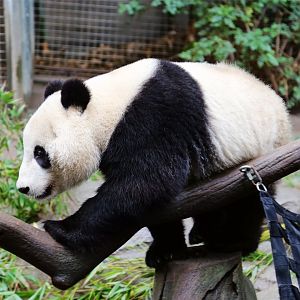 Xiao Liwu the Giant Panda
