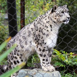Snow Leopard