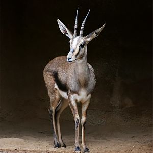 Cuvier's Gazelle (Gazella cuvieri)