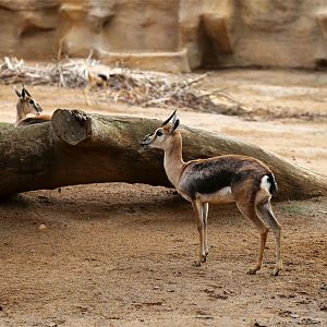 Speke's Gazelle (Gazella spekei)