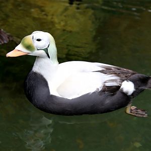 Spectacled Eider (Somateria fischeri)