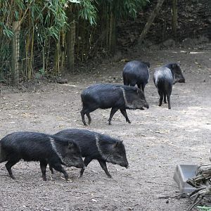 Collared peccaries