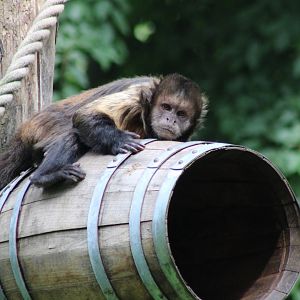 Yellow-breasted capuchin