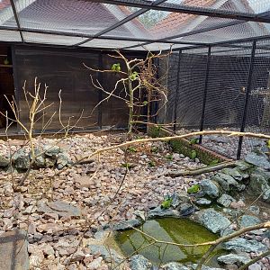 Nanday parakeet aviary