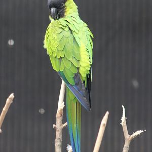 Nanday parakeet