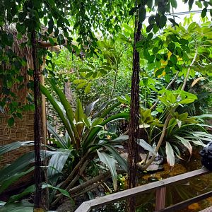 View into the Pantanal-part of the Tropical Hall