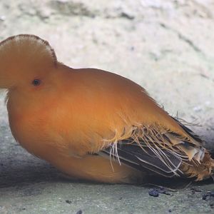 Guianan cock-of-the-rock - male