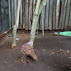 Aviary Ground-dove - Plover - Shrike