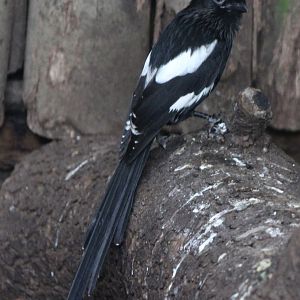 Magpie shrike