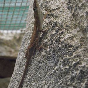 Green Anole - Zooparc de Beauval - 08/2017