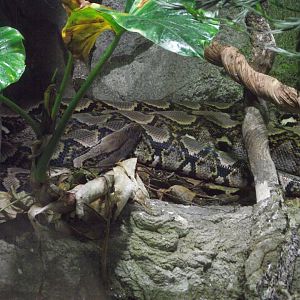 Reticulated Python - Zooparc de Beauval - 07/2020