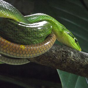 Red-tailed Ratsnake - Zooparc de Beauval - 05/2021
