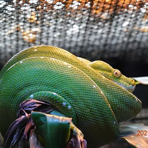 Green Tree Python (Morelia viridis)