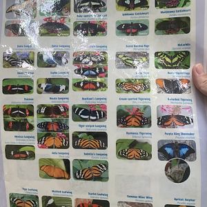 Nov. 2021- Butterfly species sheet (front)