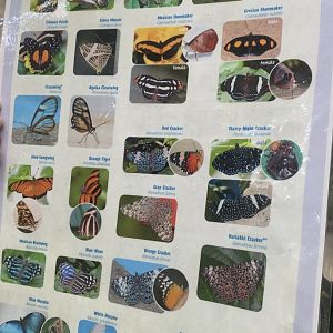 Nov. 2021- Butterfly species sheet (back)