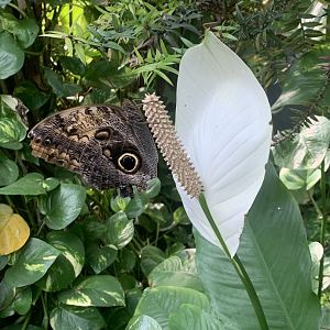 Nov. 2021- Pale owl butterfly
