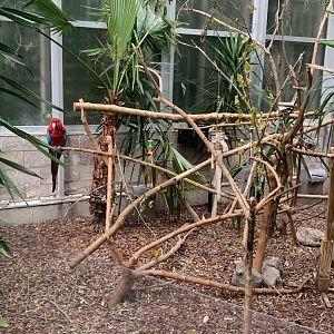 Nov. 2021- Green-winged macaw exhibit