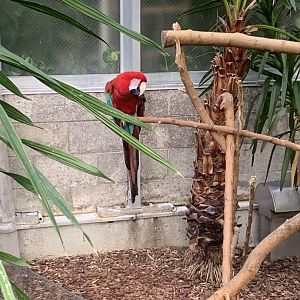 Nov. 2021- Green-winged macaw