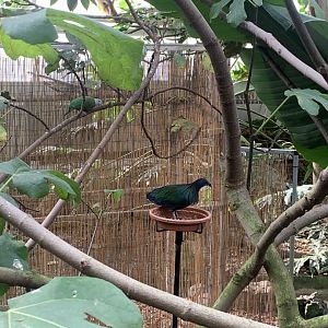 Nov. 2021- Black-naped fruit dove and Nicobar pigeon