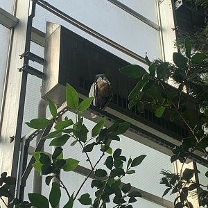 Nov. 2021- Boat-billed heron