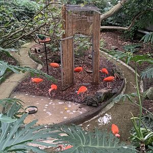 Nov. 2021- Scarlet ibis flock and Nicobar pigeon