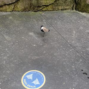 Nov. 2021- Spur-winged lapwing