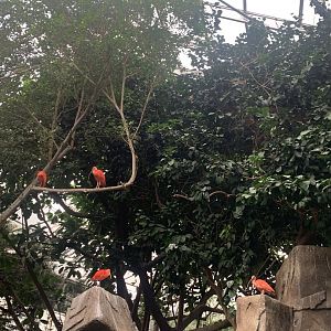 Nov. 2021- Aviary treetop