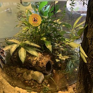 Nov. 2021- Golden mantella exhibit