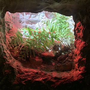 Nov. 2021- Cranwell’s horned frog exhibit