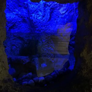 Nov. 2021- Texas blind salamander exhibit