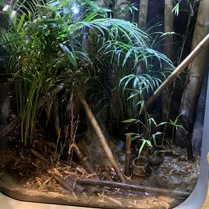 Nov. 2021- Green mantella and Arboreal mantella exhibit