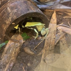 Nov. 2021- Green mantellas