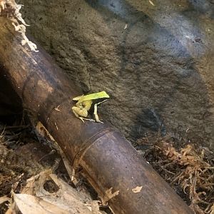 Nov. 2021- Green mantella