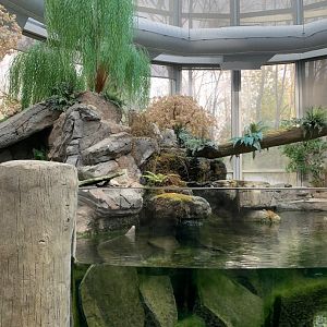 Nov. 2021- Japanese giant salamander exhibit foliage