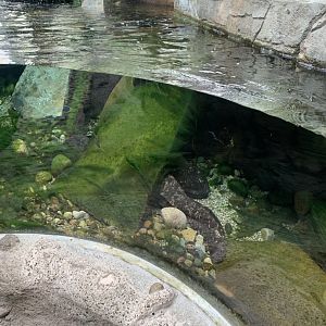 Nov. 2021- Japanese giant salamanders