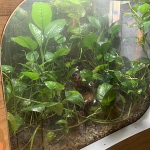 Nov. 2021- Kihansi spray toad exhibit