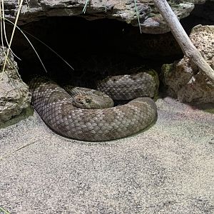 Nov. 2021- Santa Catalina Island rattlesnake
