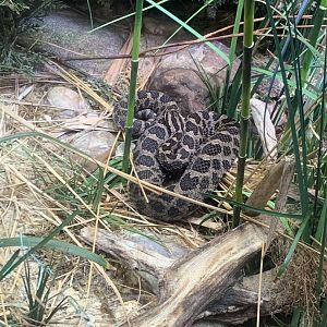 Nov. 2021- Eastern massasauga