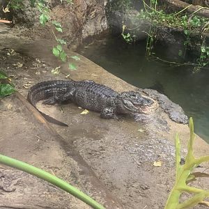 Nov. 2021- Chinese alligator