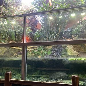 Nov. 2021- Cuvier’s dwarf caiman and Arrau turtle exhibit