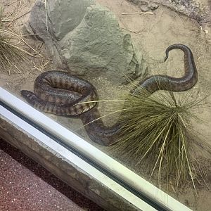 Nov. 2021- Black-headed python