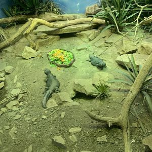 Nov. 2021- Sudan mastigures