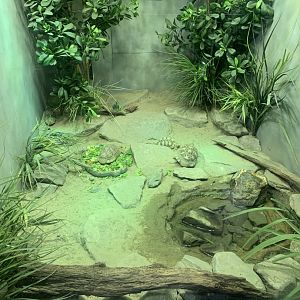 Nov. 2021- Indian and Burmese star tortoise exhibit