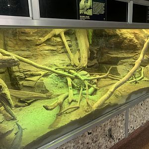 Nov. 2021- Mexican beaded lizard and Sonoran spiny-tailed iguana exhibit