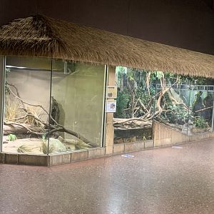 Nov. 2021- Black-headed python, Reticulated python, and Bushmaster exhibits