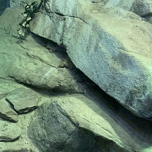 Nov. 2021- Pancake tortoises