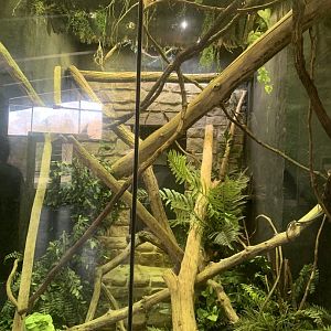 Nov. 2021- Black tree monitor exhibit